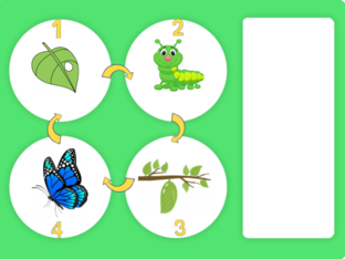 The lifecycle of the butterfly by MIAO ZHOU