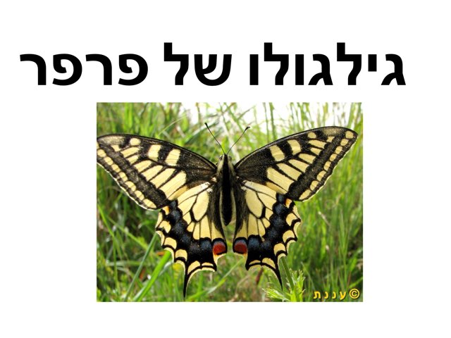 משחק 27 by סמדר גלר-ורבר