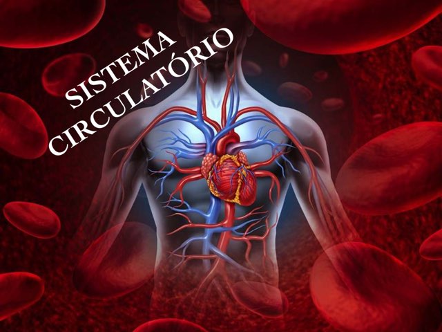 5A CIRCULATÓRIO  by Maja Malena Garcia Callegari