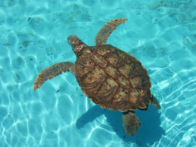 ركب زعانف السلحفاة البحرية by Hanan gh