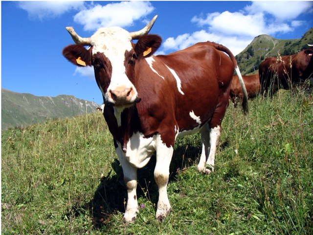 Action Réaction Ferme by Valériane Meeûs