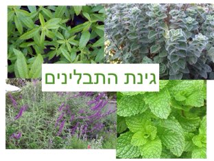 בגינת התבלינים by Orit Avner