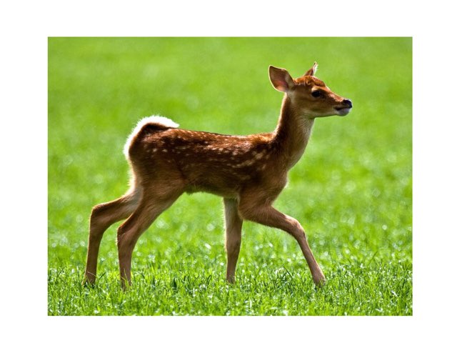 El Cérvol by Marc Fernández