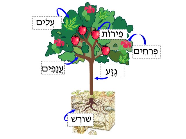 Partes Del árbol  by Sharon Lulka