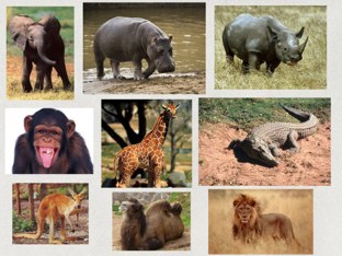 Animales del Zoológico by Muni Luetkenhaus