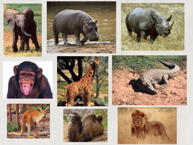 Animales del Zoológico by Muni Luetkenhaus