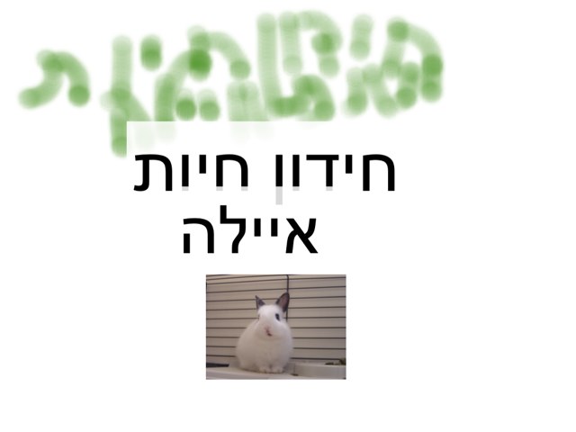 חידון חיות איילה by Yesod123 Yesod123