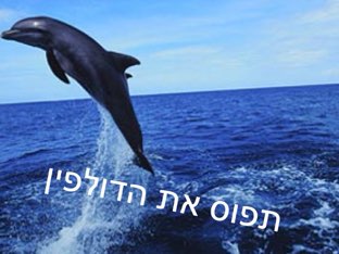 תפוס את הדולפין by Tal Michalovici