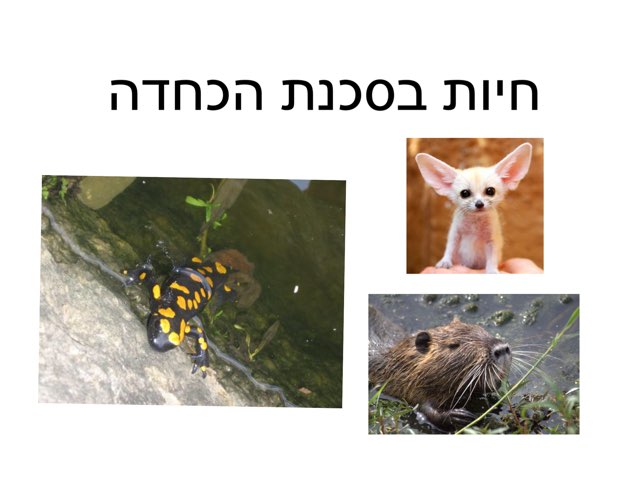 משחק 8 by Netaaya Schwartz