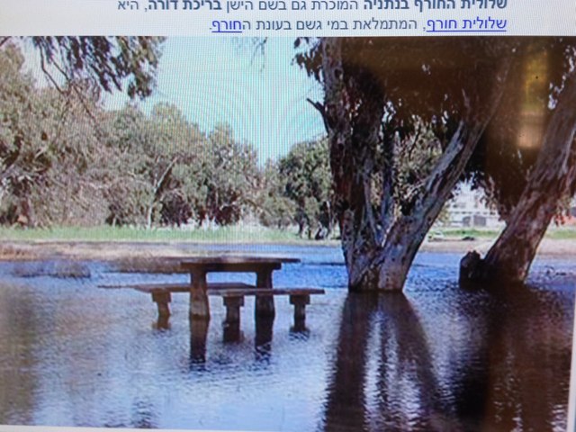 שלולית החורף by סבטה איבשין