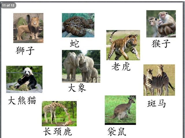 y4 动物园有什么 by Bradbury Pu