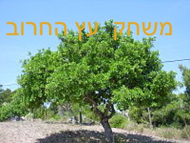 משחק עץ החרוב  by Yehonatan Ora Ben Simon