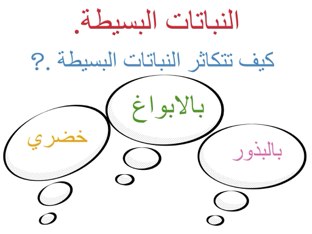 النباتات البسيطة  by Azza Sayed