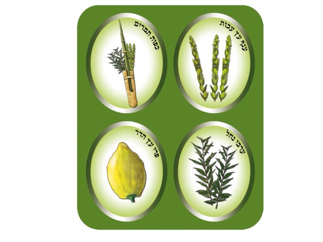 ארבעת המינים by אילנה דהן