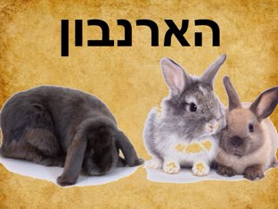 משחק 7 by ayala lufshis