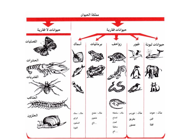  مراجعة بنية الحيوانات ووظيفتها  by Emee Al Khashti