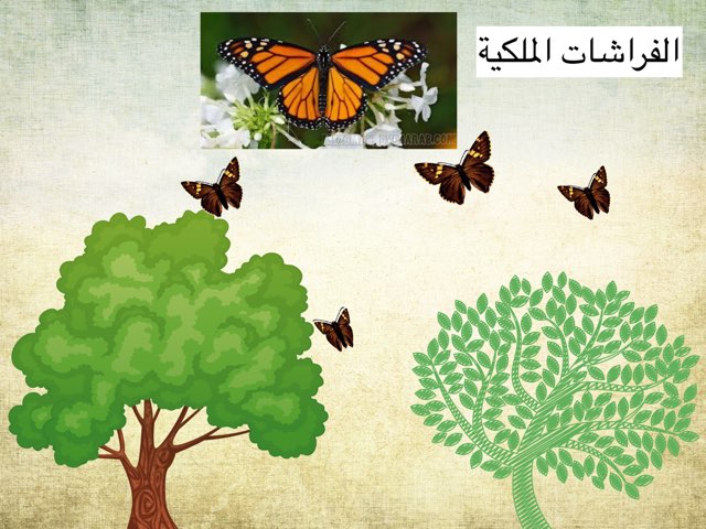 لعبة الفراشات by Ahmad ahmad