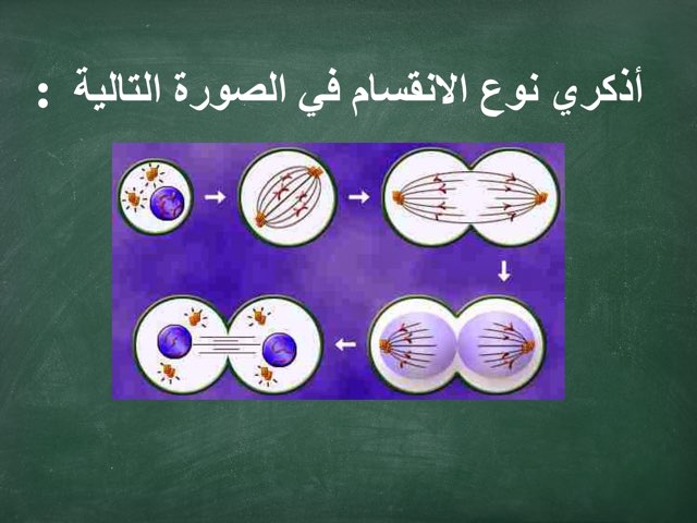 الانقسام المتساوي  by Baran Sa