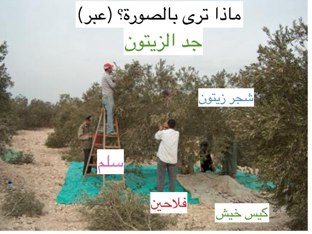 زيتون by Hadool KJ