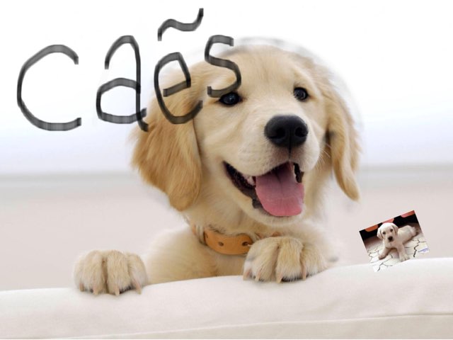 Cão E Gato by Renato junior