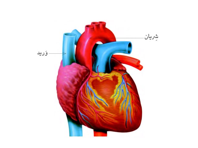 جسم الانسان مريم by hala refaat