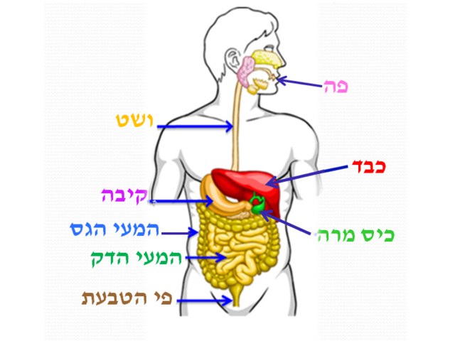 מערכת העיכול by Haemek School