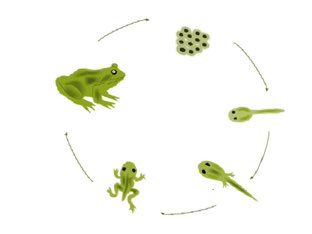 גלגול הצפרדע by Ilana dahan