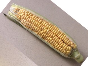 חם וקר by עדי פי בורג