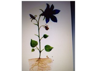 חלקי הצמח by חגית גייגר