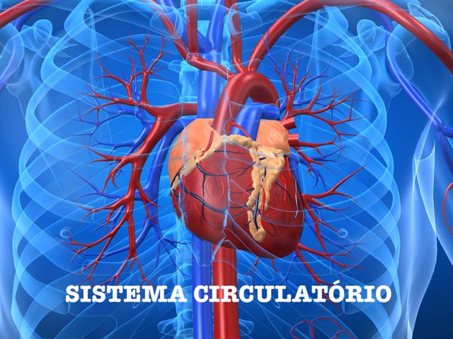 5B CIRCULATÓRIO  by Maja Malena Garcia Callegari