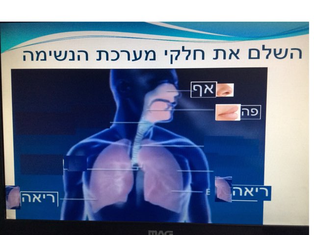 מערכת הנשימה by אורטל בן לולו
