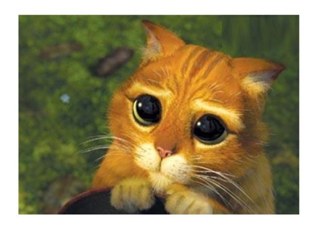 Chaton Très Mignon  by Delemer Marie