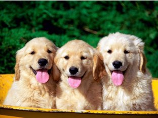 Quebra Cabeça De Cachorros by Beatriz Rossini