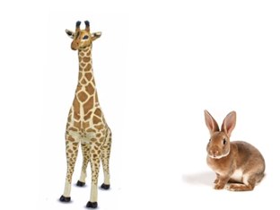 חיות by Sapir Ke