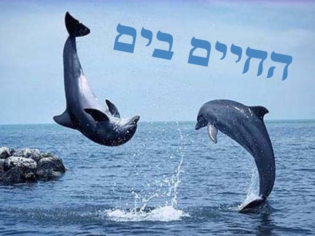 החיים בים by Lital gerafi