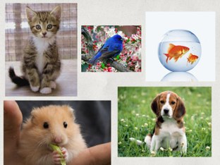 Animales Domésticos by Muni Luetkenhaus