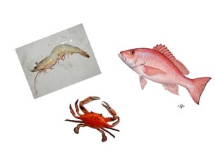 السمكه by Moudhi alenezi