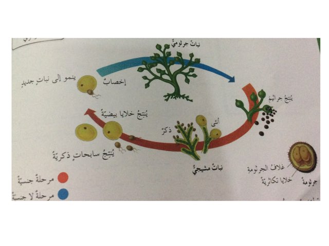دورة حياة ١ by Ahmad ahmad