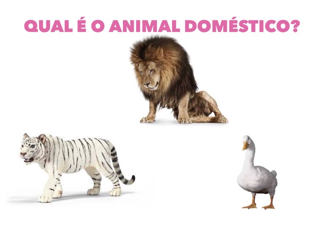 ANIMAIS DOMÉSTICOS E SELVAGENS by porto morumbi