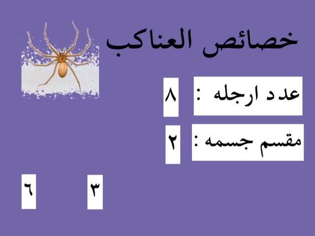 العناكب والحشرات by Reem Adel