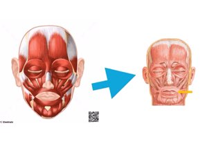 Os músculos Da Face by Silvia hitos