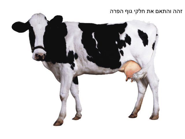 הפרה  by נעמי קרני