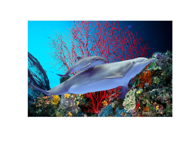 Delfín by Sergi Martí