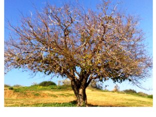 גזע, ענפים ועץ by ורדה לביא