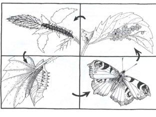 Van Ei Tot Vlinder by Inge Sta