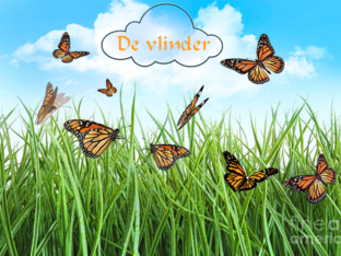 De vlinder by May Lui