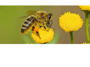 Vliegende kriebeldiertjes by Annelies Aters