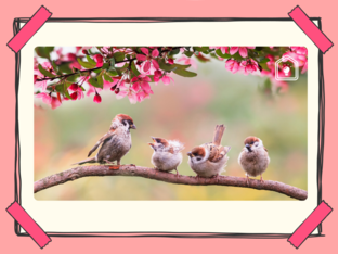 Vogelgeluiden by Valerie De Jonghe