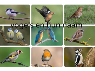 Vogels en hun naam by Mare De Wit