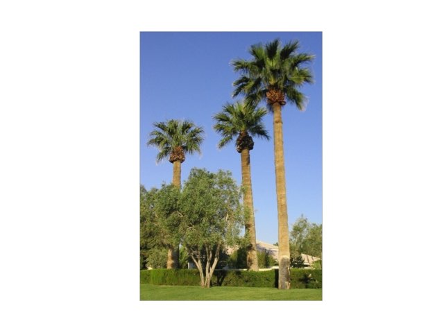 Washingtonia by Miguel Sánchez